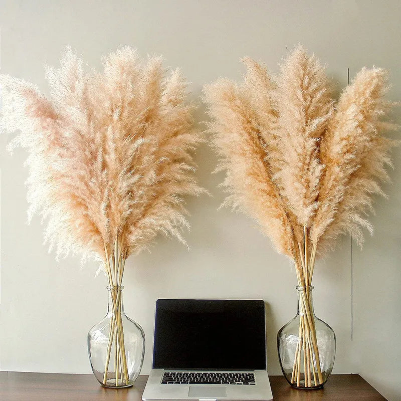 ChicBohème | Herbe de Pampa Séchée pour Décoration Intérieure Chic
